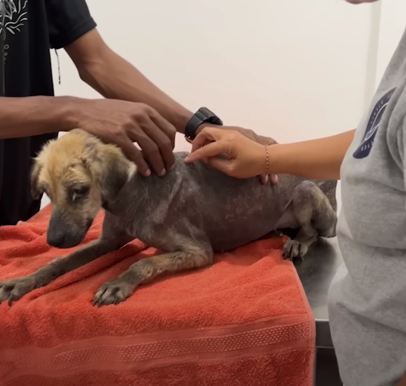 rescued dog being examined