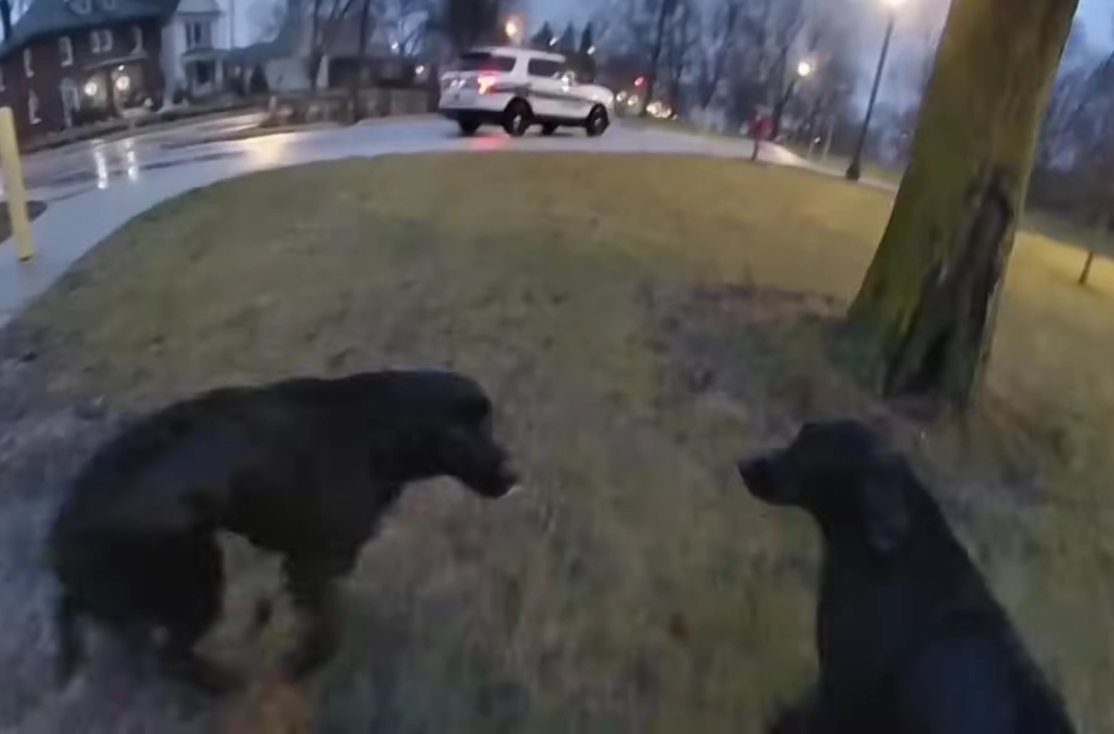 rescued puppies walking on grass