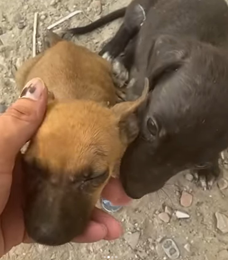 rescued puppies