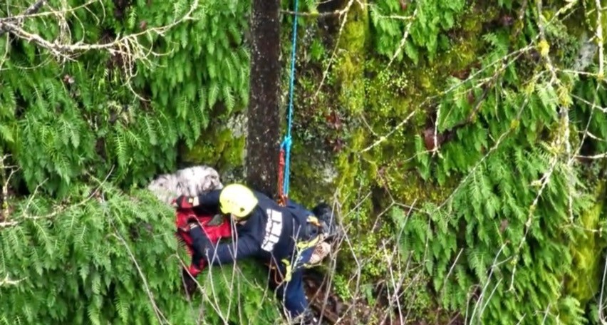 rescuer helping dog stuck on tree