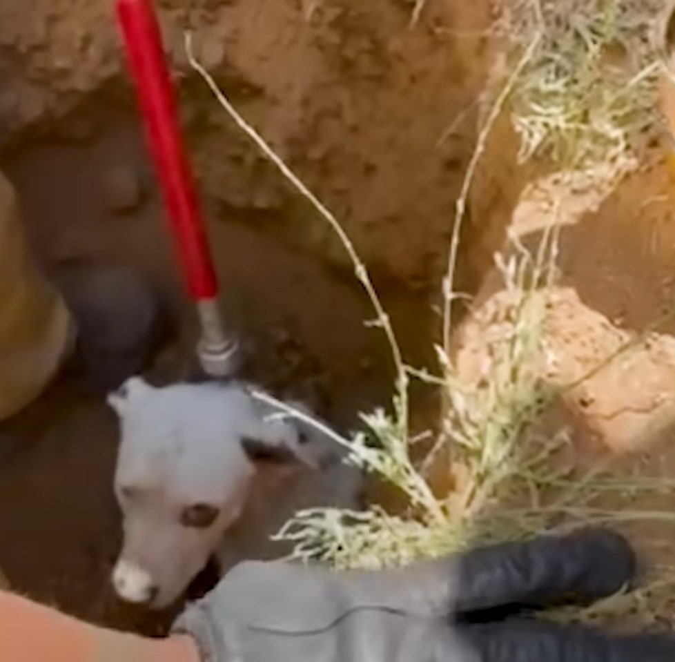 rescuing dog in drainage pipe