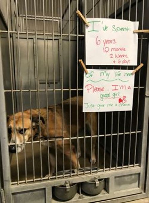 sad dog behind kennel bars
