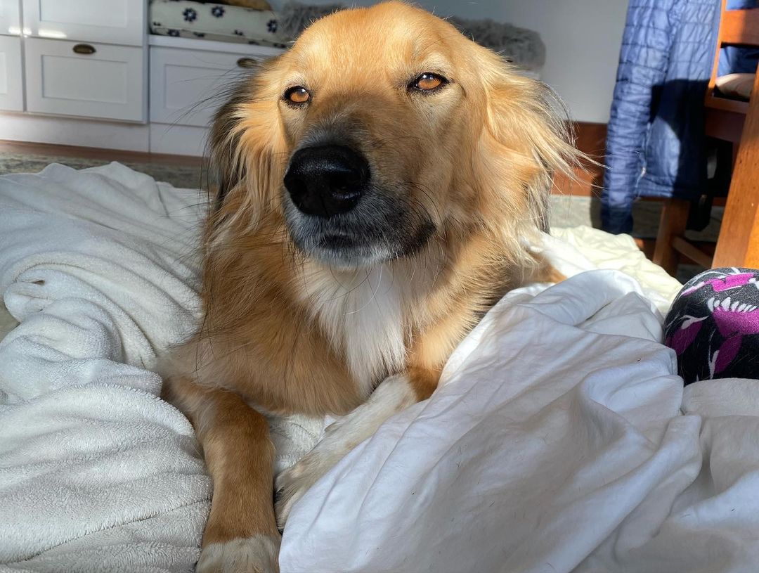 sad dog lying in bed
