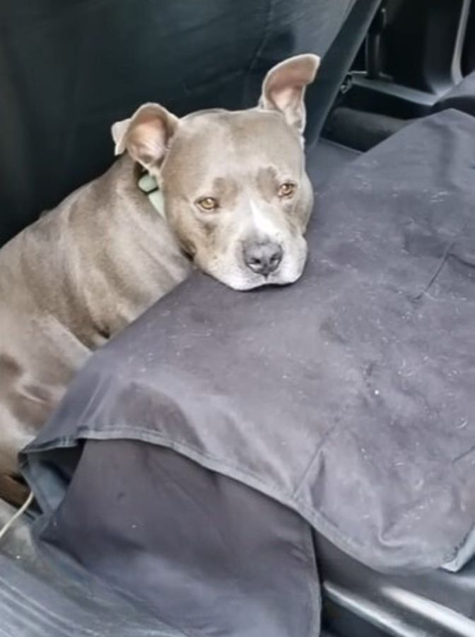 sad pit bull leaning his head on a seat