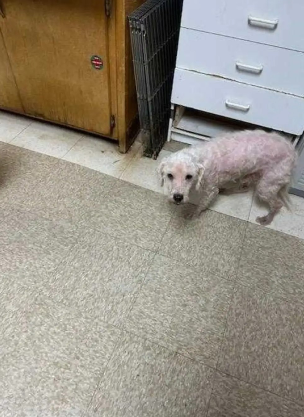 shaved dog at home