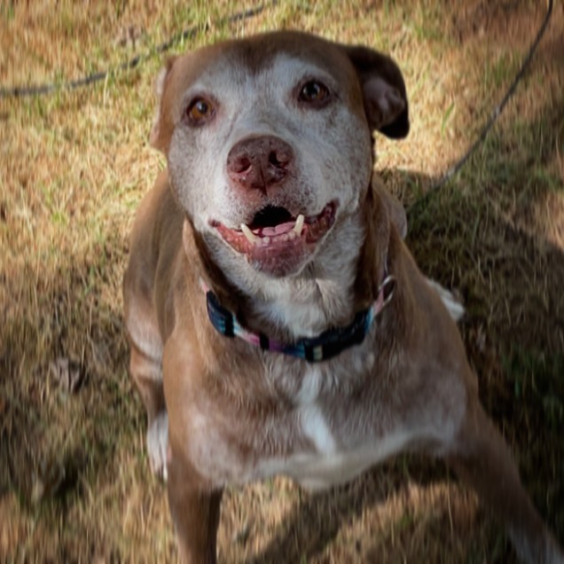 shelter dog outdoors