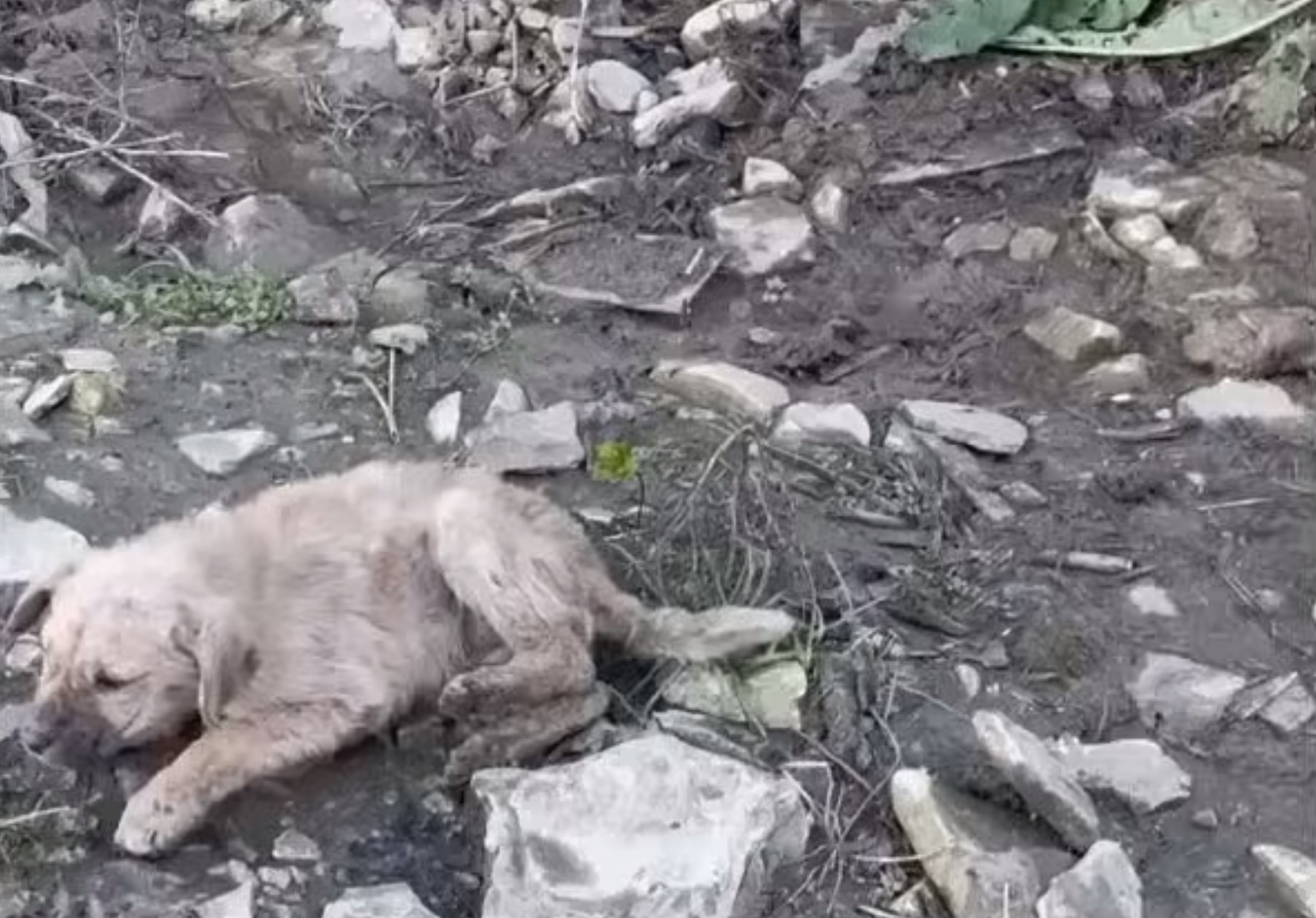 stranded dog on a mountain