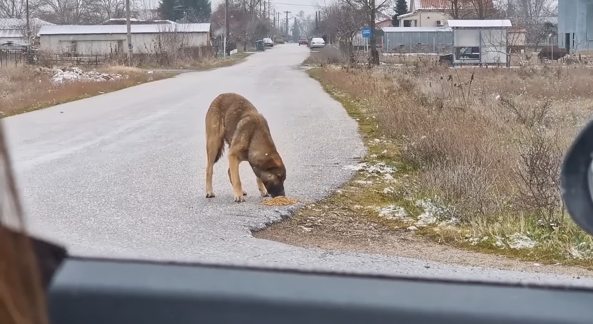 stray dog eating food