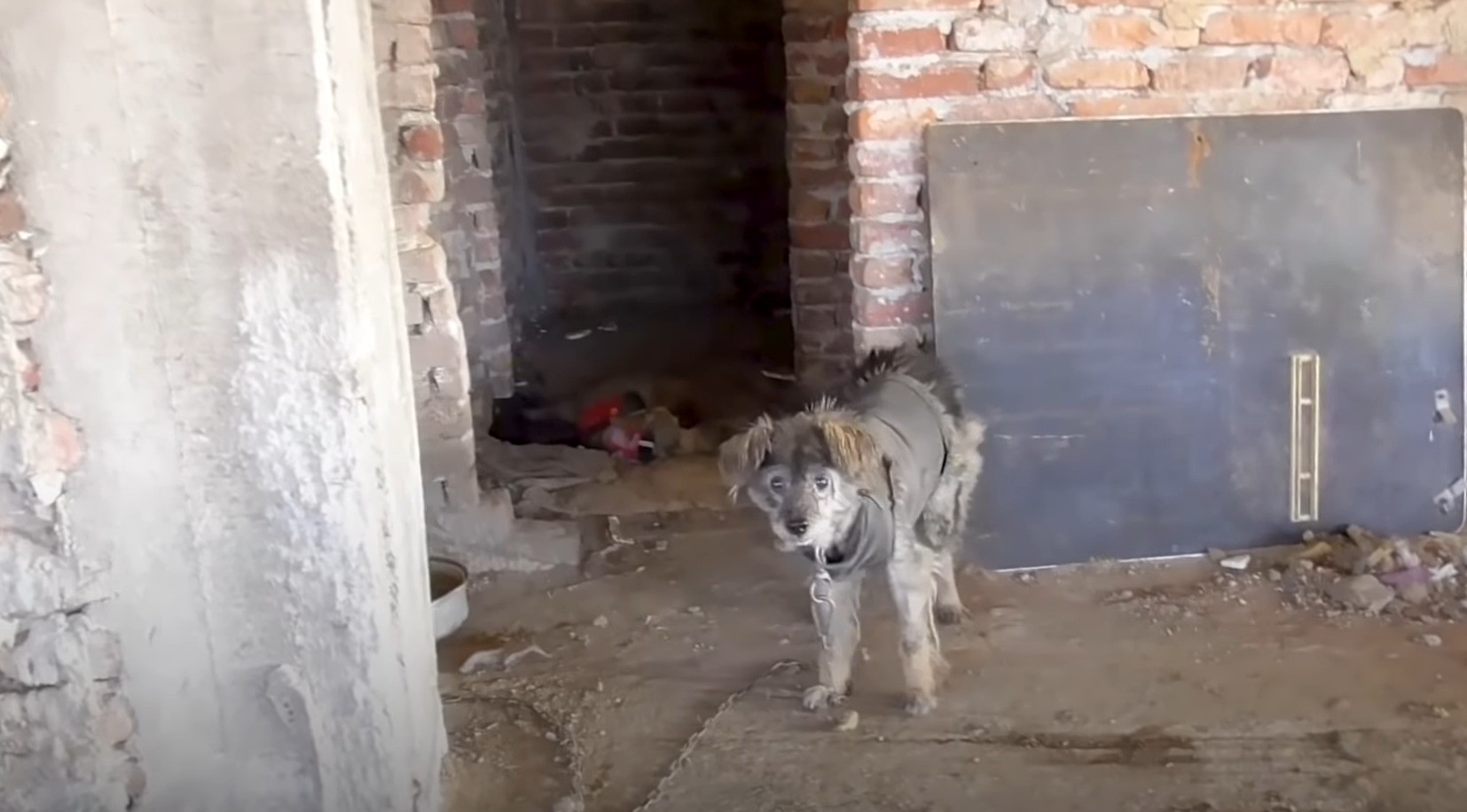 stray dog in abandoned building
