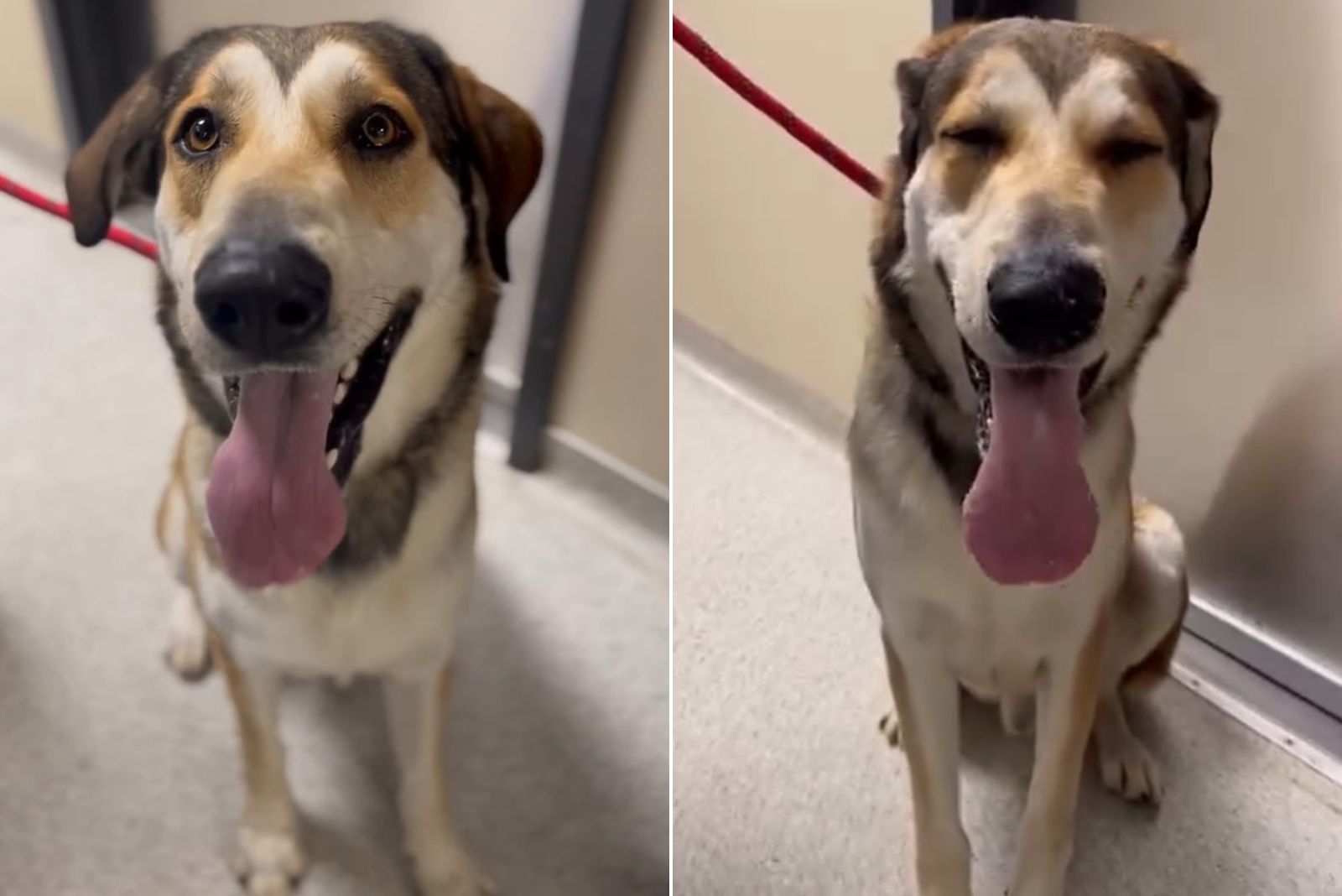 sweet dog on a leash with tongue out