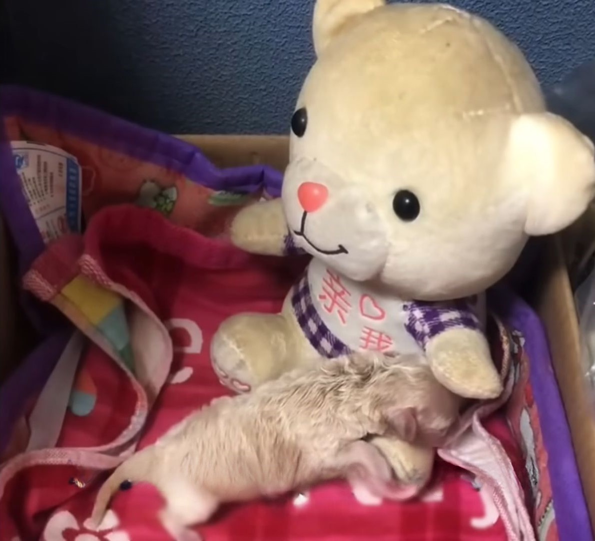 teddy bear and puppy