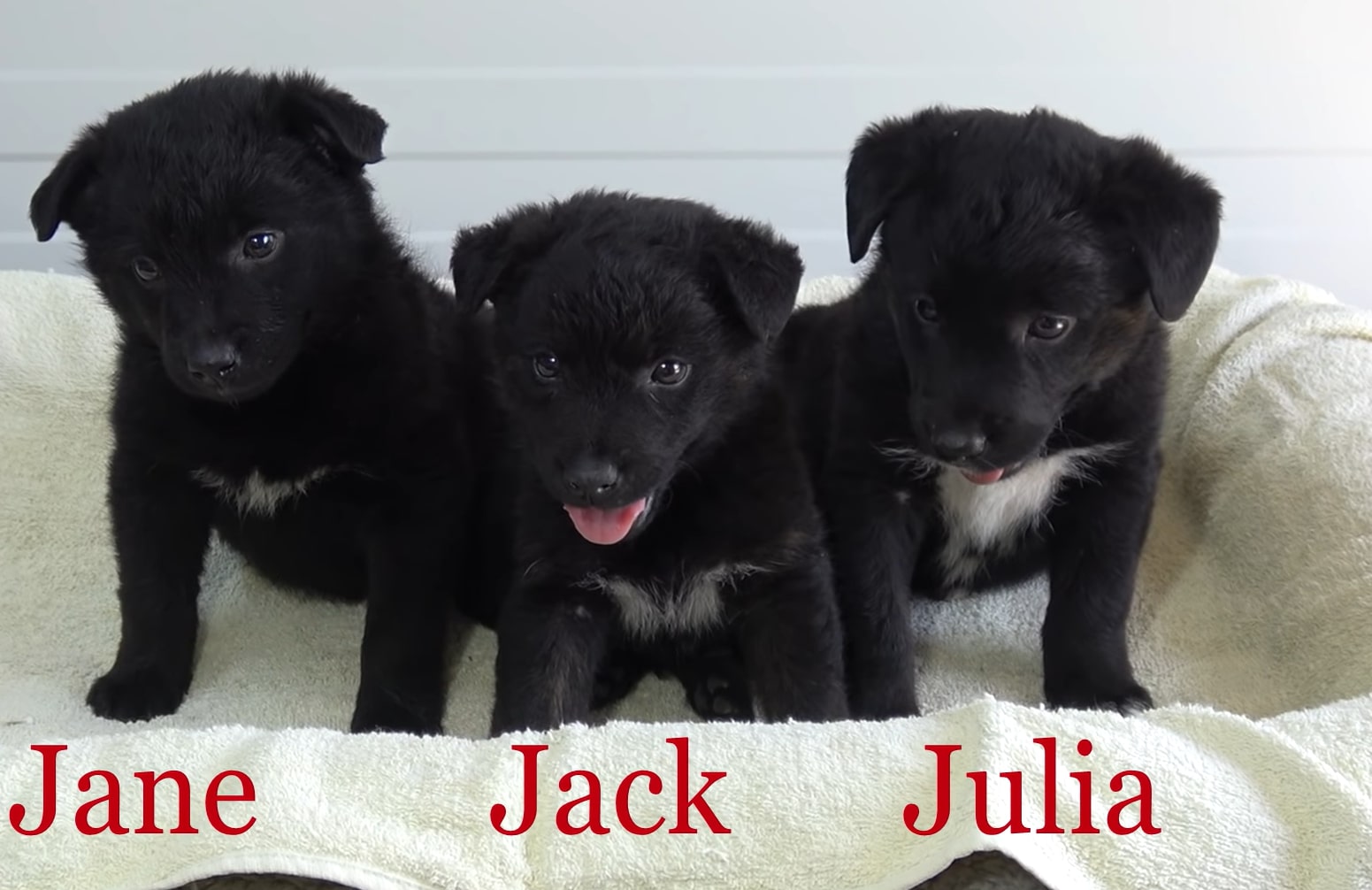 three black puppies