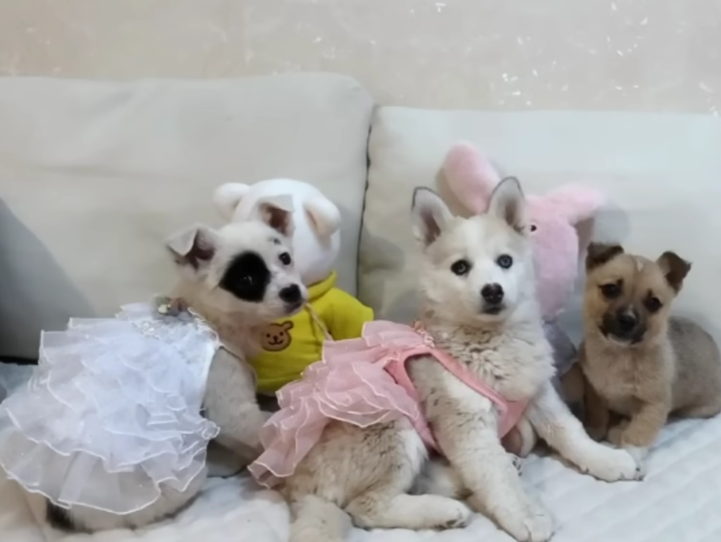 three dogs and teddy bear