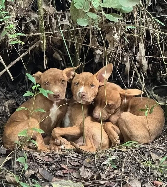 three puppies in the forest