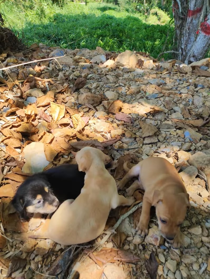 three puppies playing together