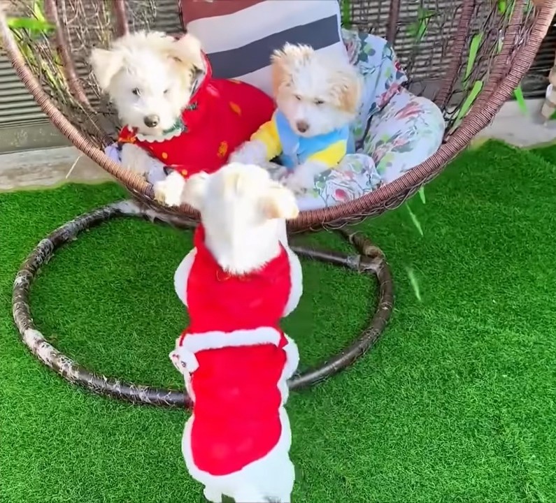 three white dogs on a swing