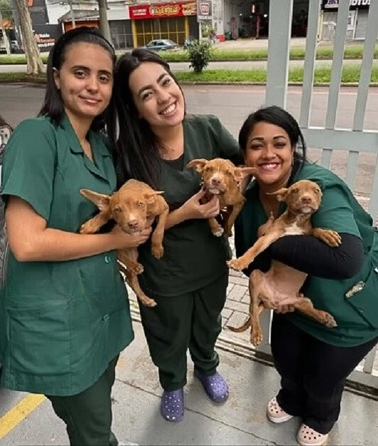 three woman each holding a puppy