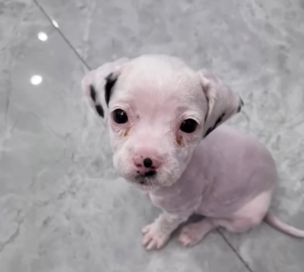 tiny rescued pup