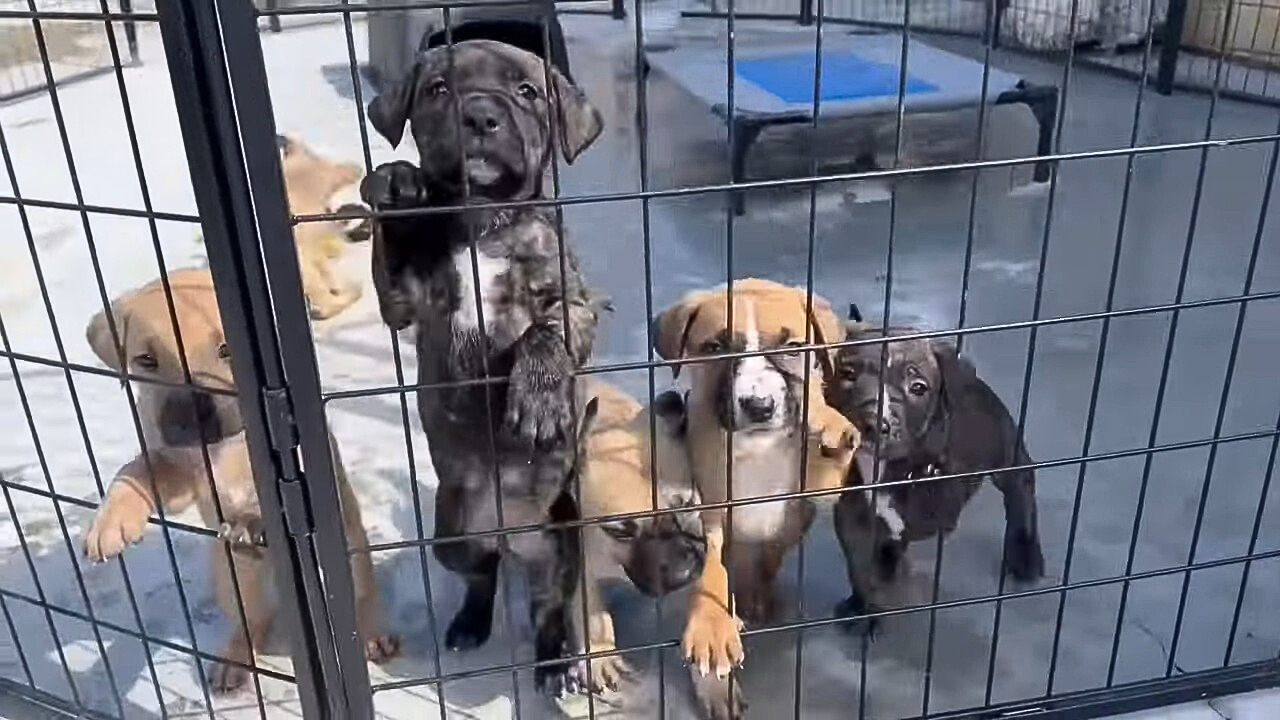 two black and three brown puppies