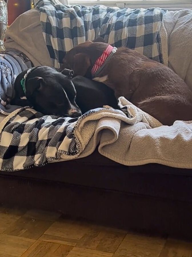 two dogs curled up on couch