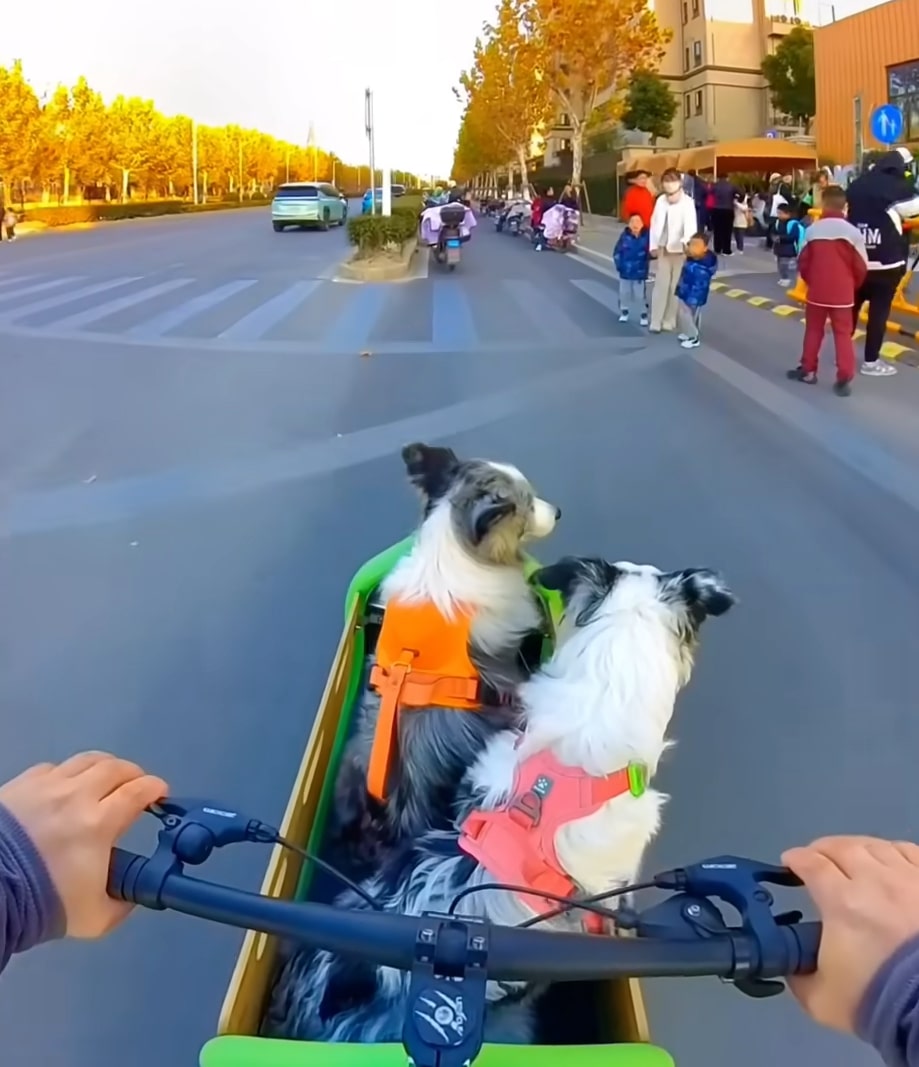 two dogs in bicycle basket