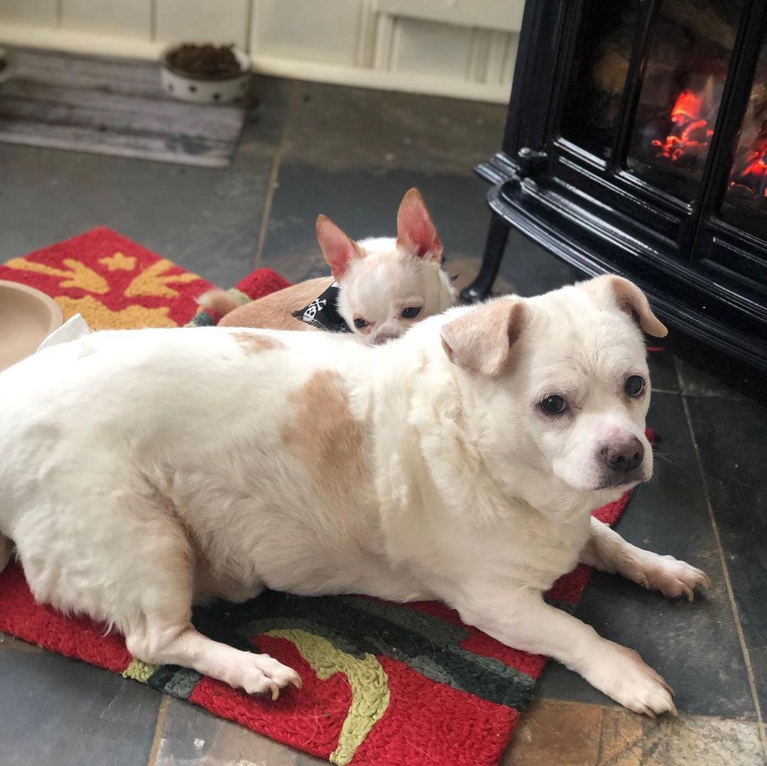 two dogs laying next to furnace