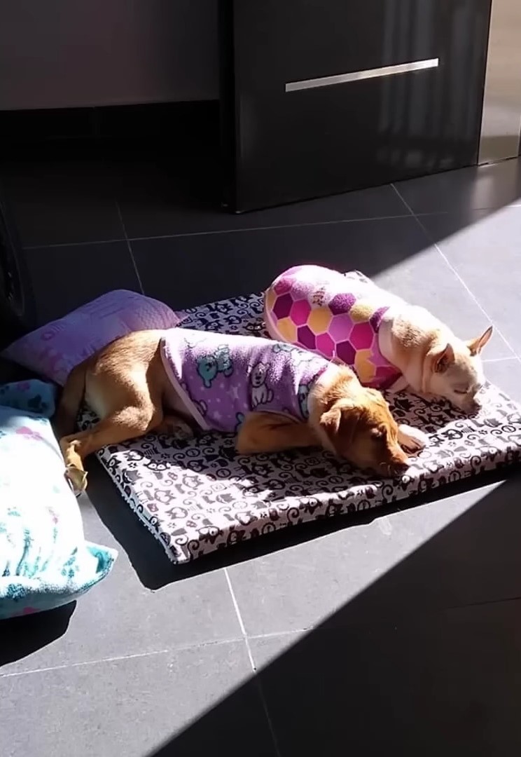 two dogs lying in sunshine