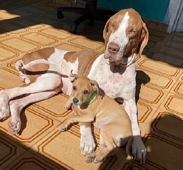 two dogs lying in sunshine
