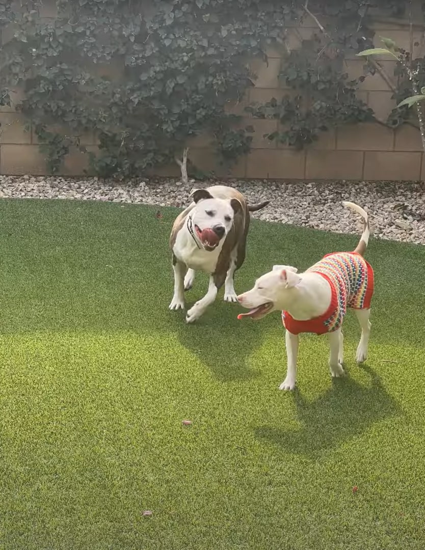 two dogs playing in yard