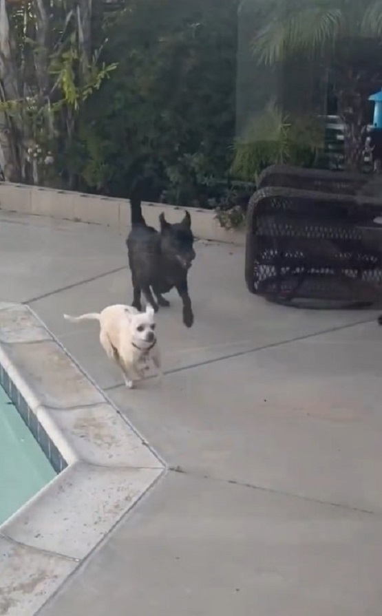 two dogs running by the pool