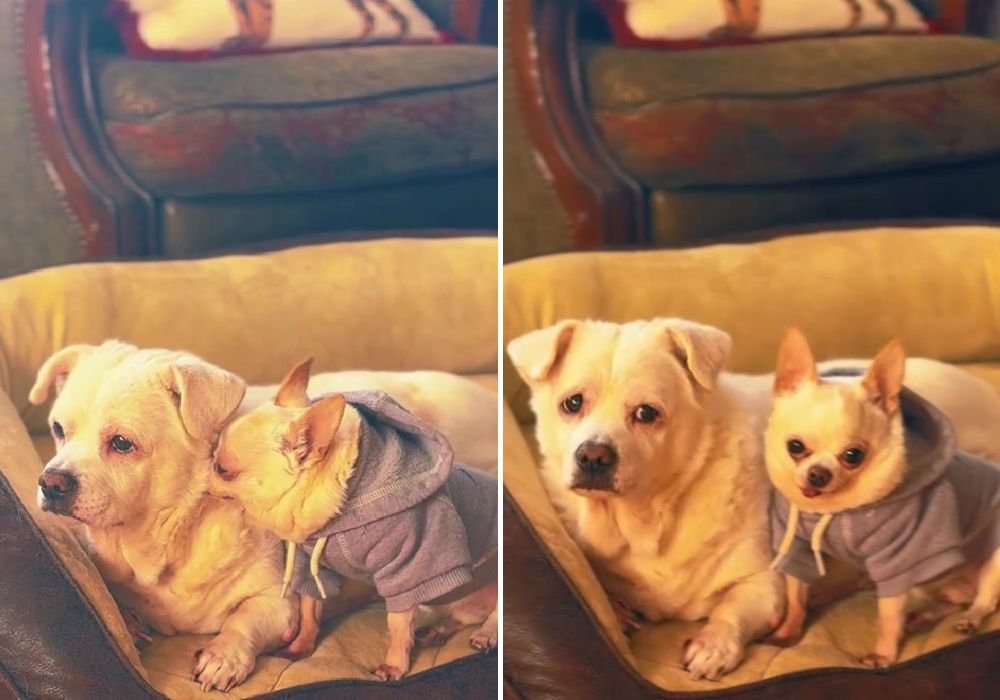 two dogs sitting together on a couch