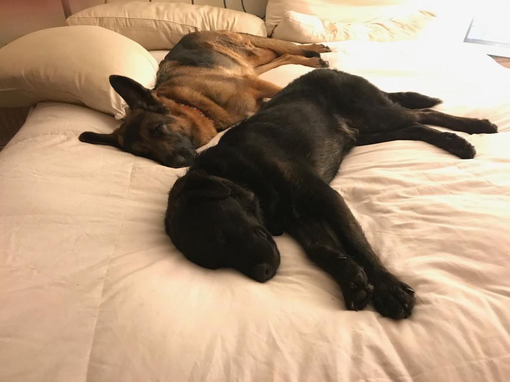 two dogs sleeping on a bed