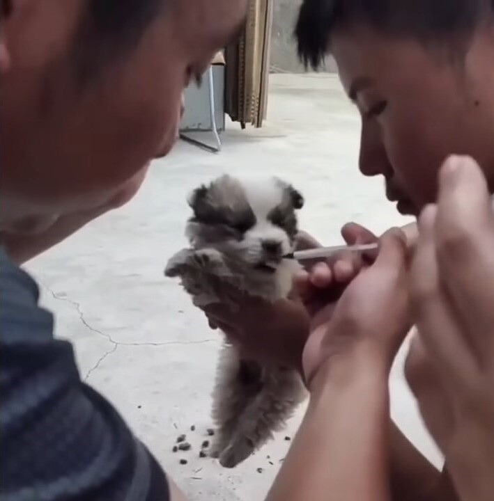 two guys helping a puppy
