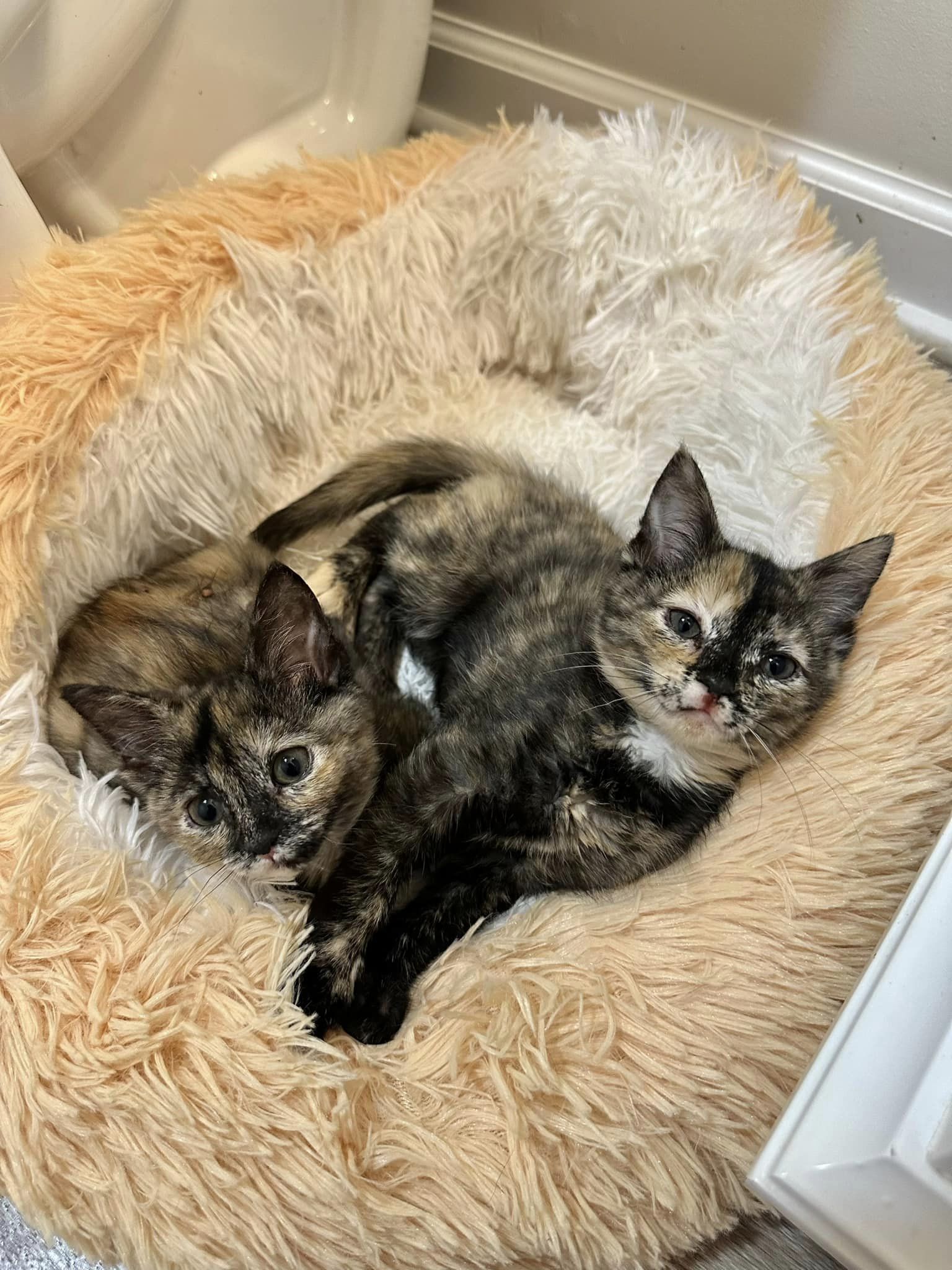 two kittens lying in a fluffy bed