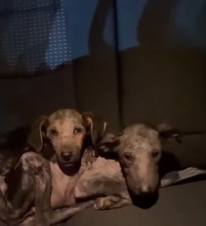 two malnourished puppies