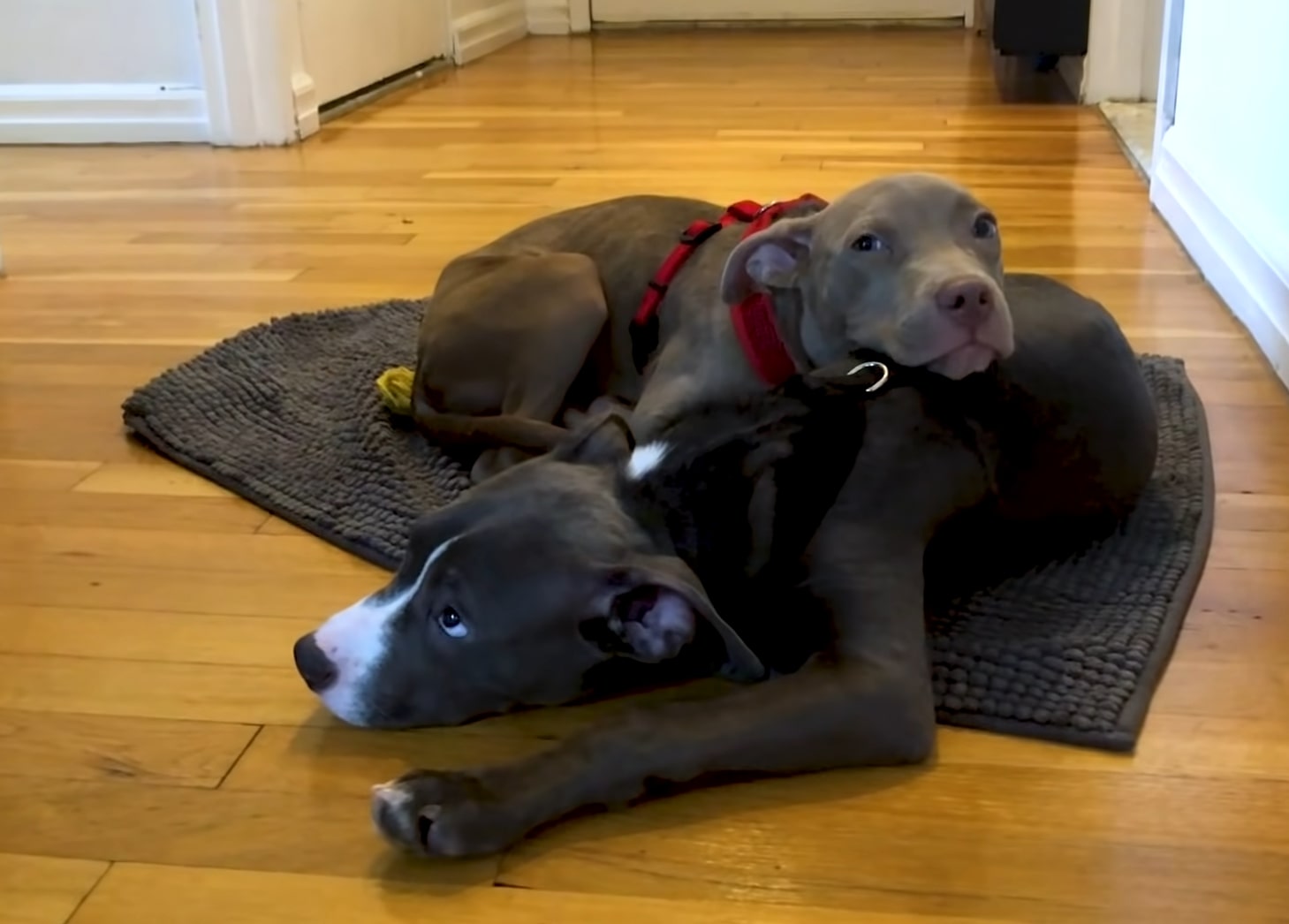 two pit bulls lying on floor