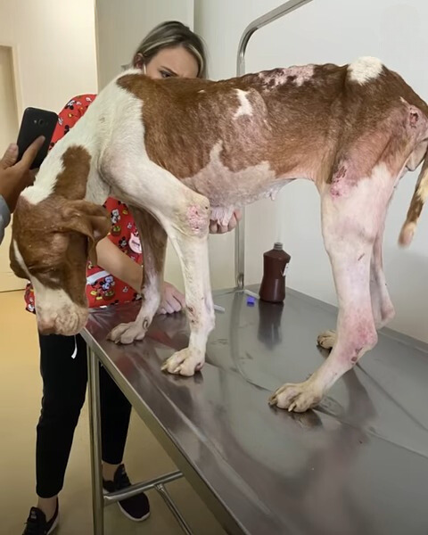 vet examining malnourished dog