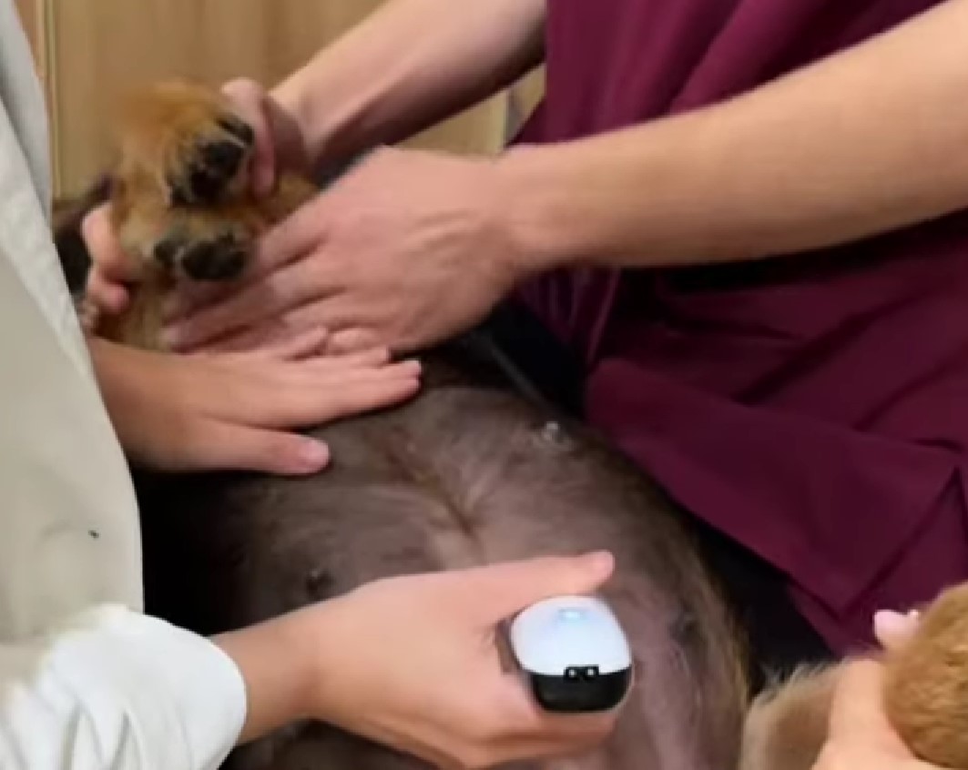 veterinarian checking dogs stomach