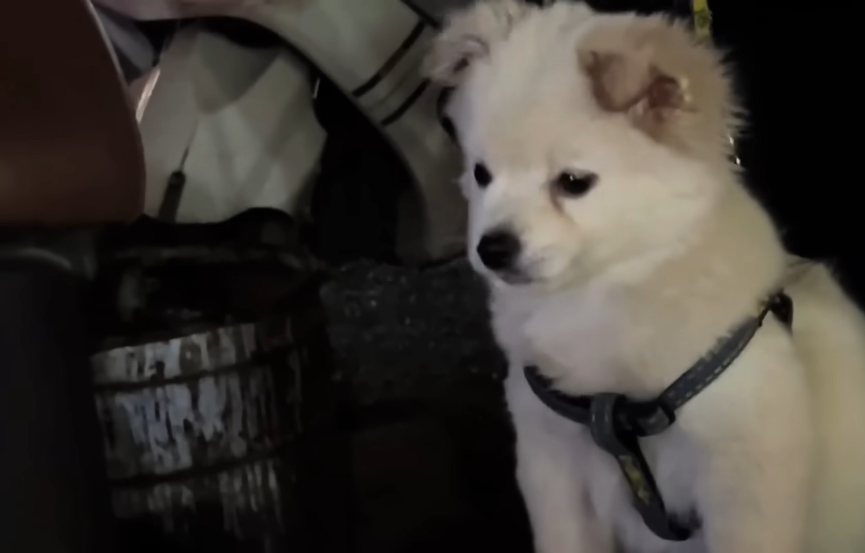 cute puppy