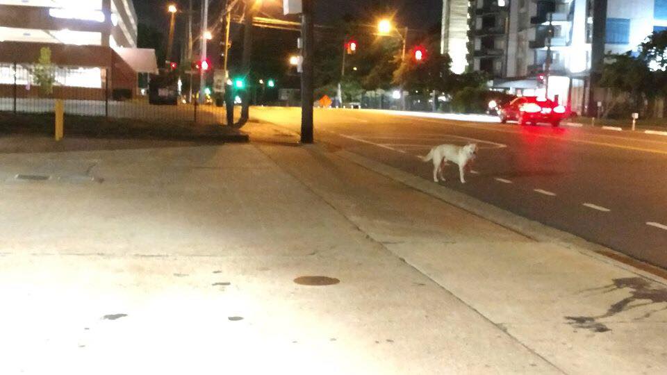 white dog on street