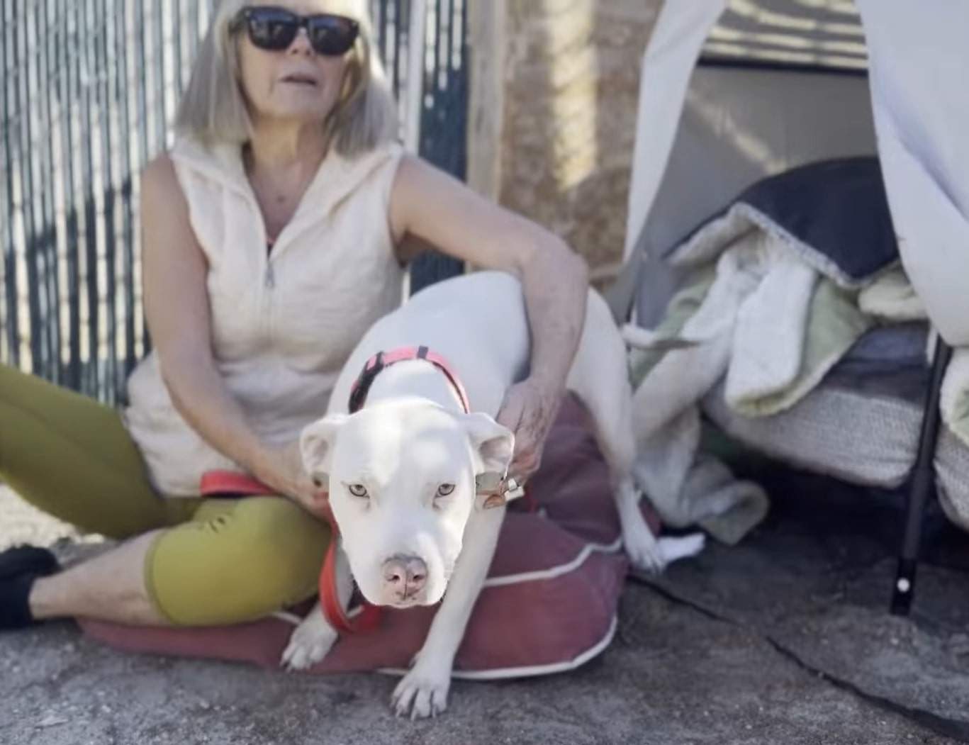 woman and pit bull