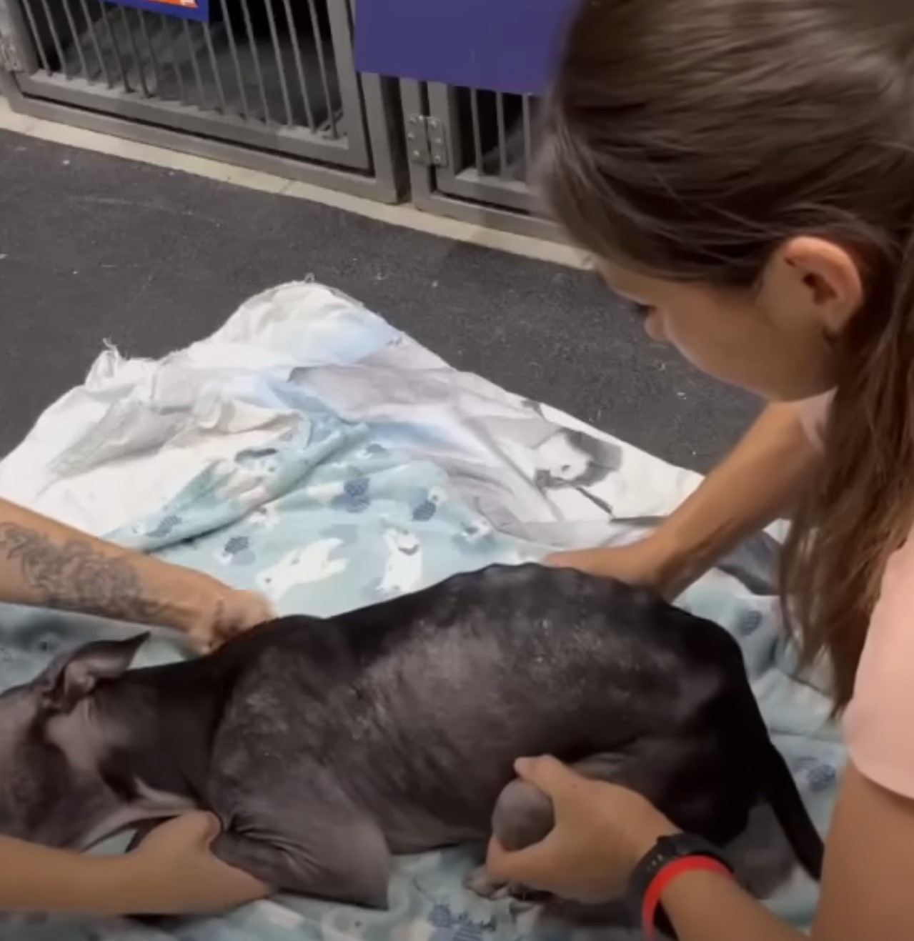 woman helping dog to stand up