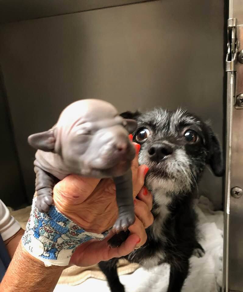 woman holding a newborn puppy