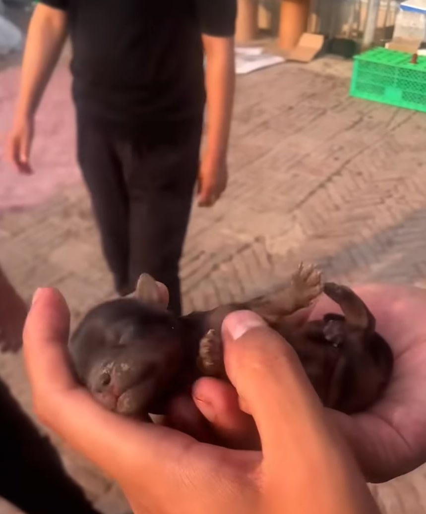 woman holding newborn puppy in a hands