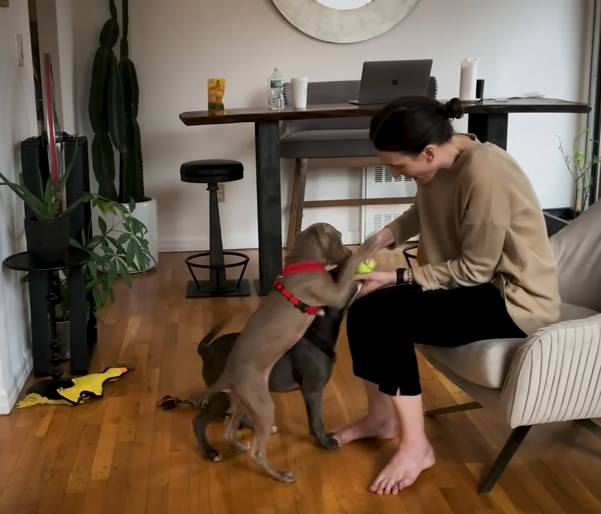 woman playing with two pit bulls in living room