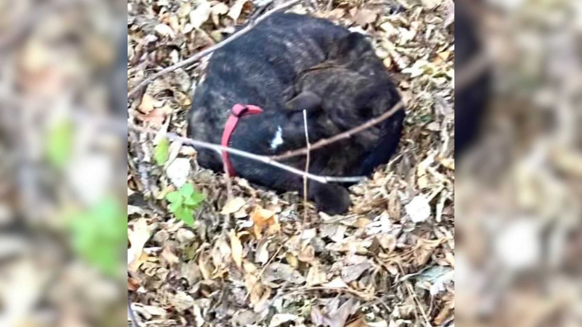 skeletal pup buried in a pile of leaves
