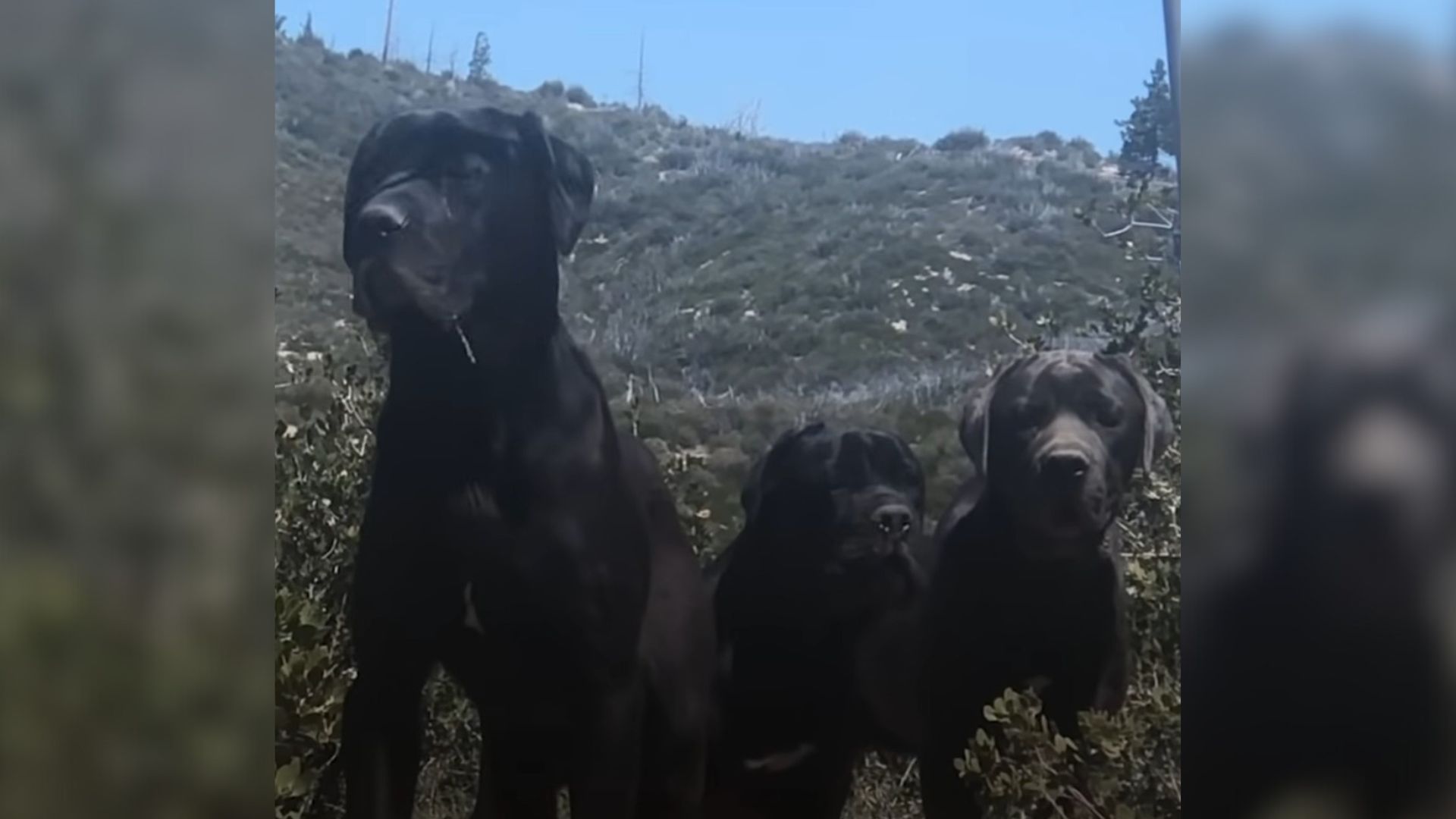 Hiker Heartbroken To Find 3 Big Dogs Abandoned On A Mountain By Their Owner