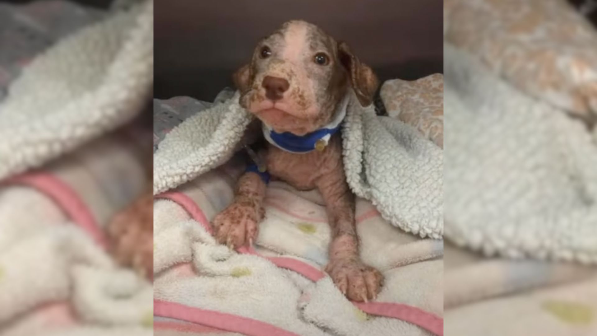 Puppy With A Severe Skin Infection Struggled To Survive But Then He Met Someone Amazing
