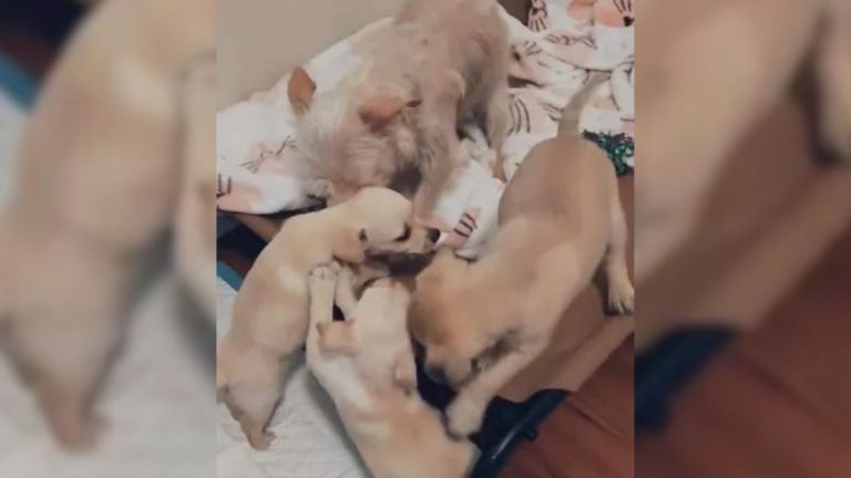dog mom and puppies
