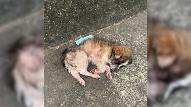 abandoned puppy crying
